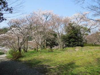 観心寺の桜